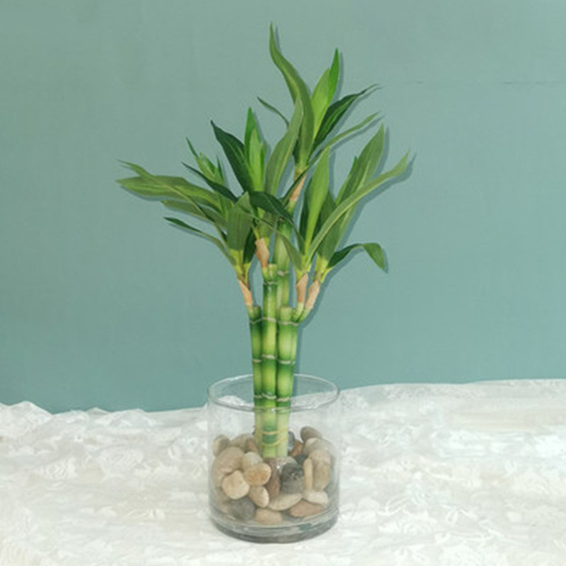 New 40cm Artificial Lucky Bamb - огляд і ціна Aquarium Fish Names