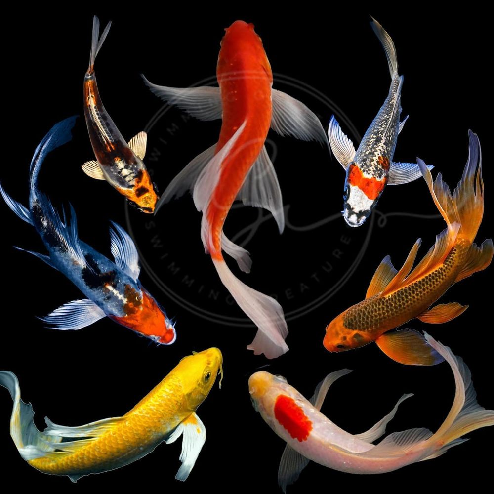 Assorted Colors Live Koi Fish  - огляд і ціна Live Fish Aquarium