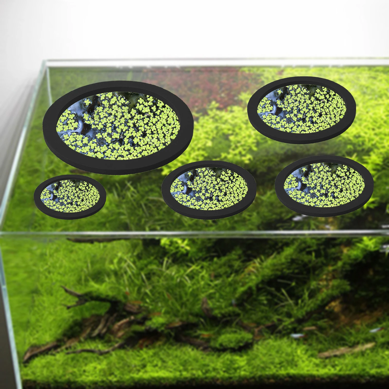 5Pcs EVA Fish Feeding Ring Aqu - огляд і ціна Aquarium Fish Farm
