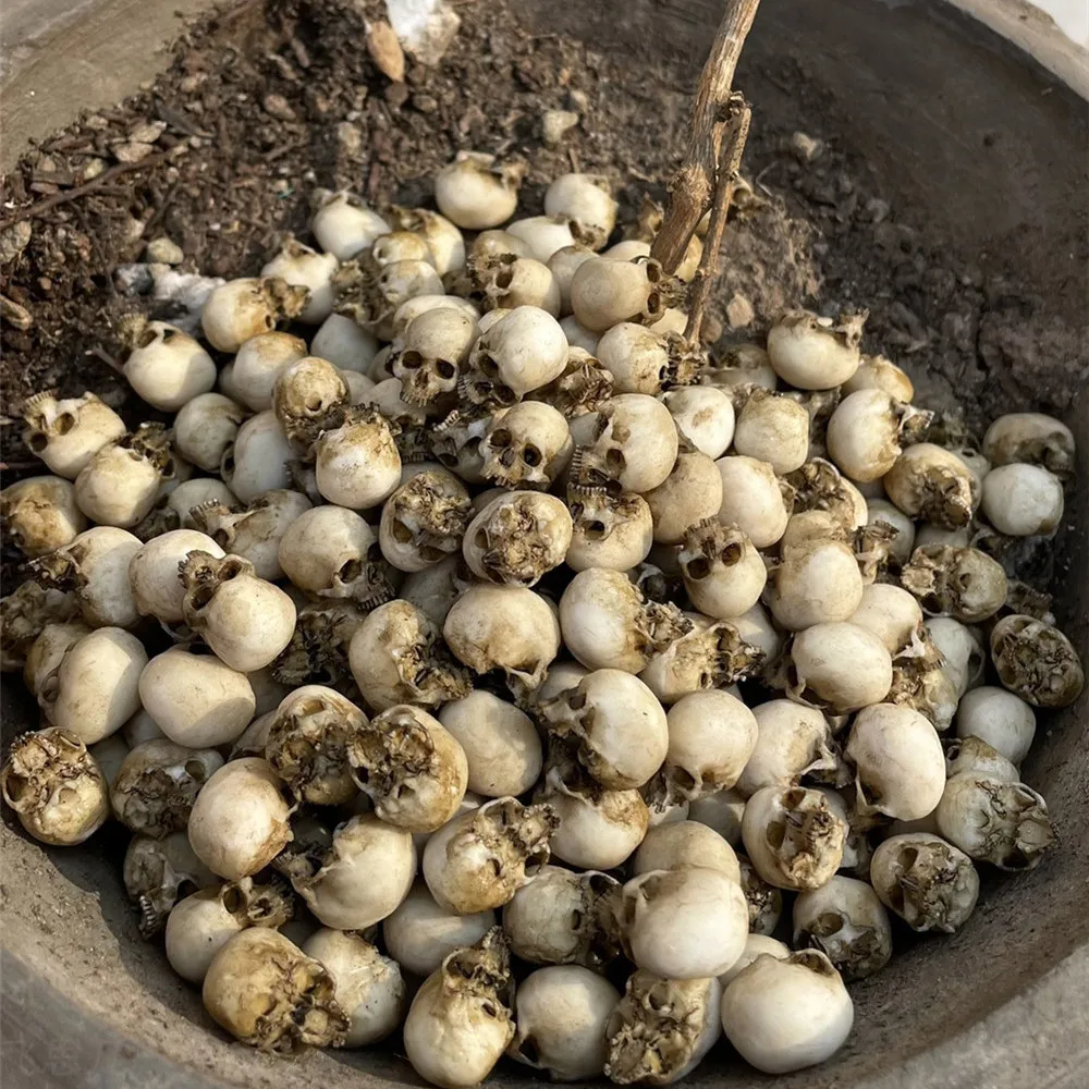 Mini Skull High Quality Miniat - огляд і ціна Aquarium Fish Names